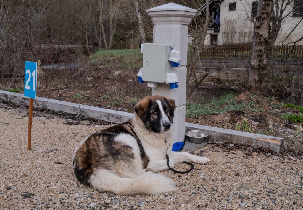 tornjak dog camping travel Benji