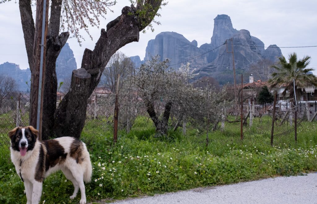Benji the dog in front of Meteora cliffs Greece