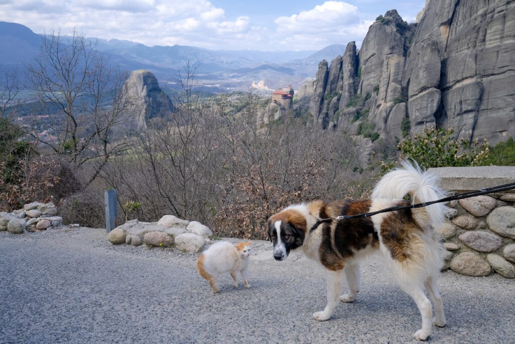 Large dog on a leash facing a small cat on a road in Meteora with rock formations in the background