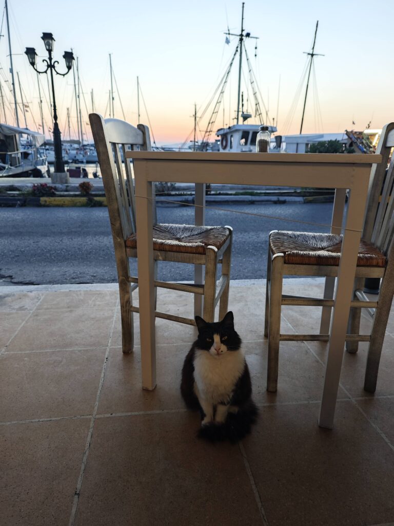 A cat resting under a table in a seaside restaurant in Nafplio with soft evening light