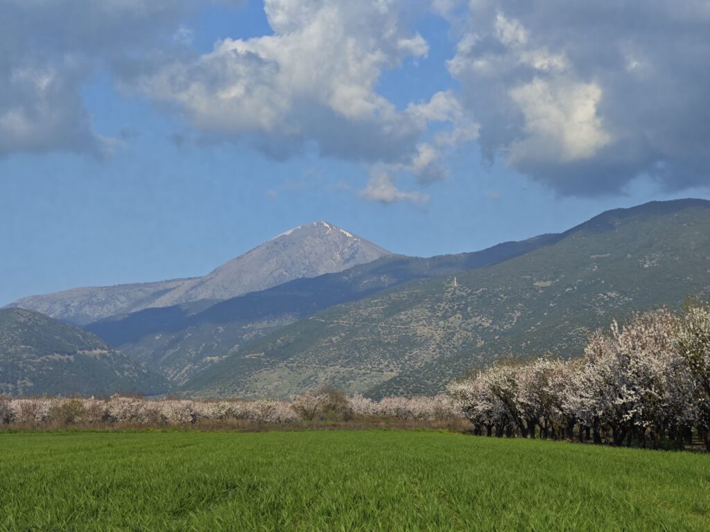 View of Mount Olympus above almond fields near Larisa, Greece under a blue sky with clouds