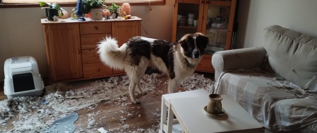 Benji the dog standing in a living room covered with feathers after tearing apart a pillow while the family was away during the Erasmus+ mobility project