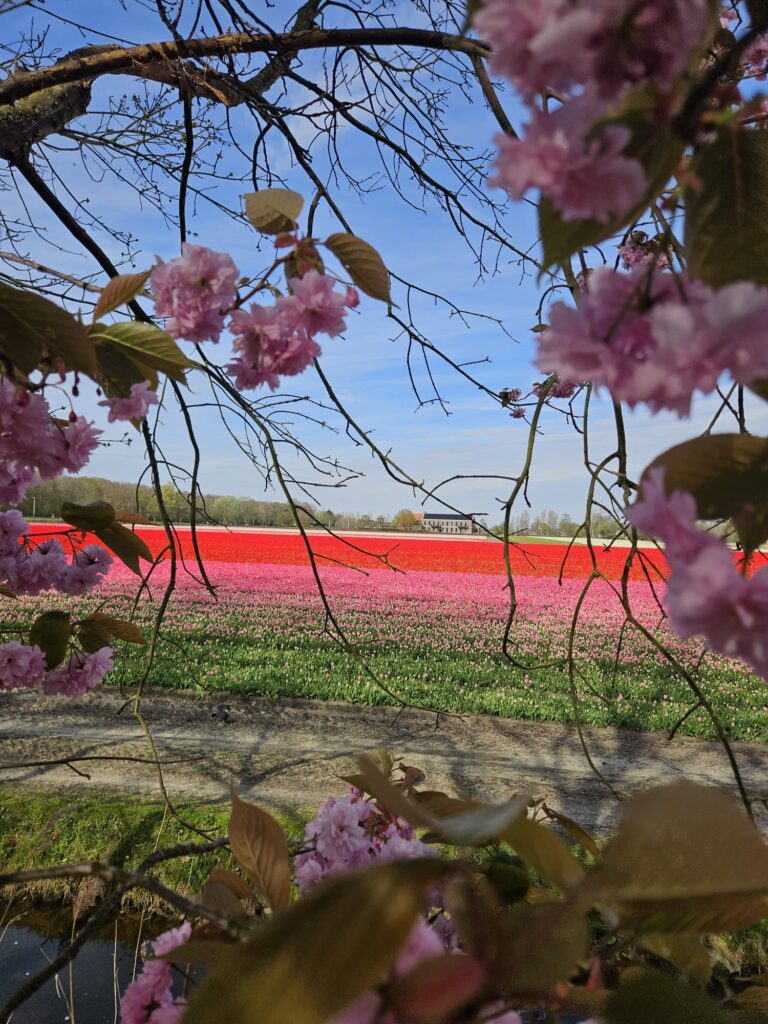 Group of participants exploring tulip fields and spring landscapes in the Netherlands