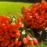 **Orange tulips in baskets at the King’s Day celebration at the Residence of the Kingdom of the Netherlands in Zagreb