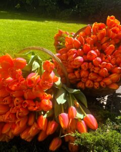 King’s Day – celebrating friendship and international cooperation