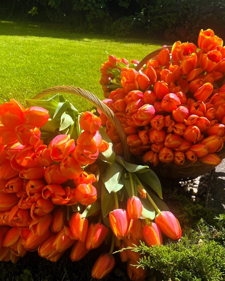 **Orange tulips in baskets at the King’s Day celebration at the Residence of the Kingdom of the Netherlands in Zagreb