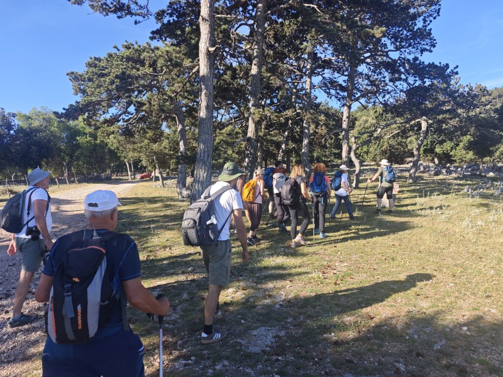 Hiking group walking through pine forest landscapes on the way to Vidova Gora, Brač.
