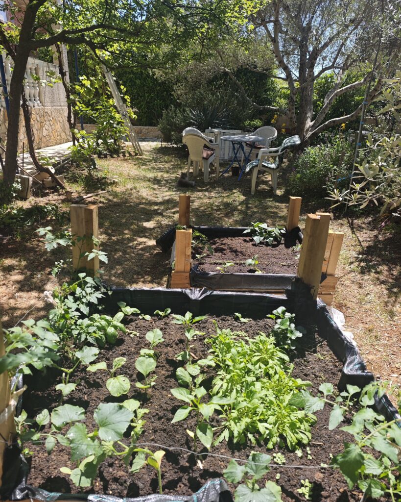 Young vegetables growing in DIY raised garden beds in Croatia.