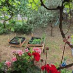 DIY raised garden beds in a Mediterranean garden in Croatia, surrounded by flowers and grapevine, sustainable gardening and slow living inspiration